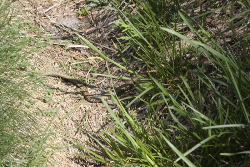 colubro esculapio e vipera